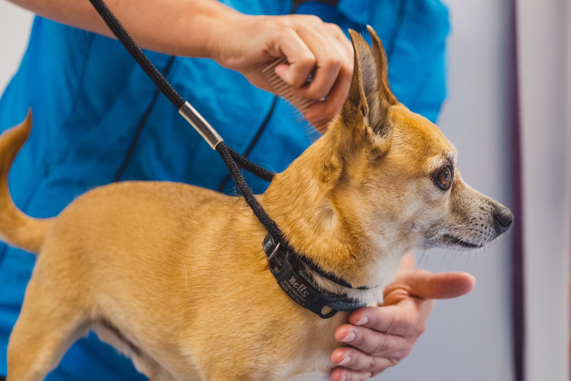 A groomer brushing a dog in the salon