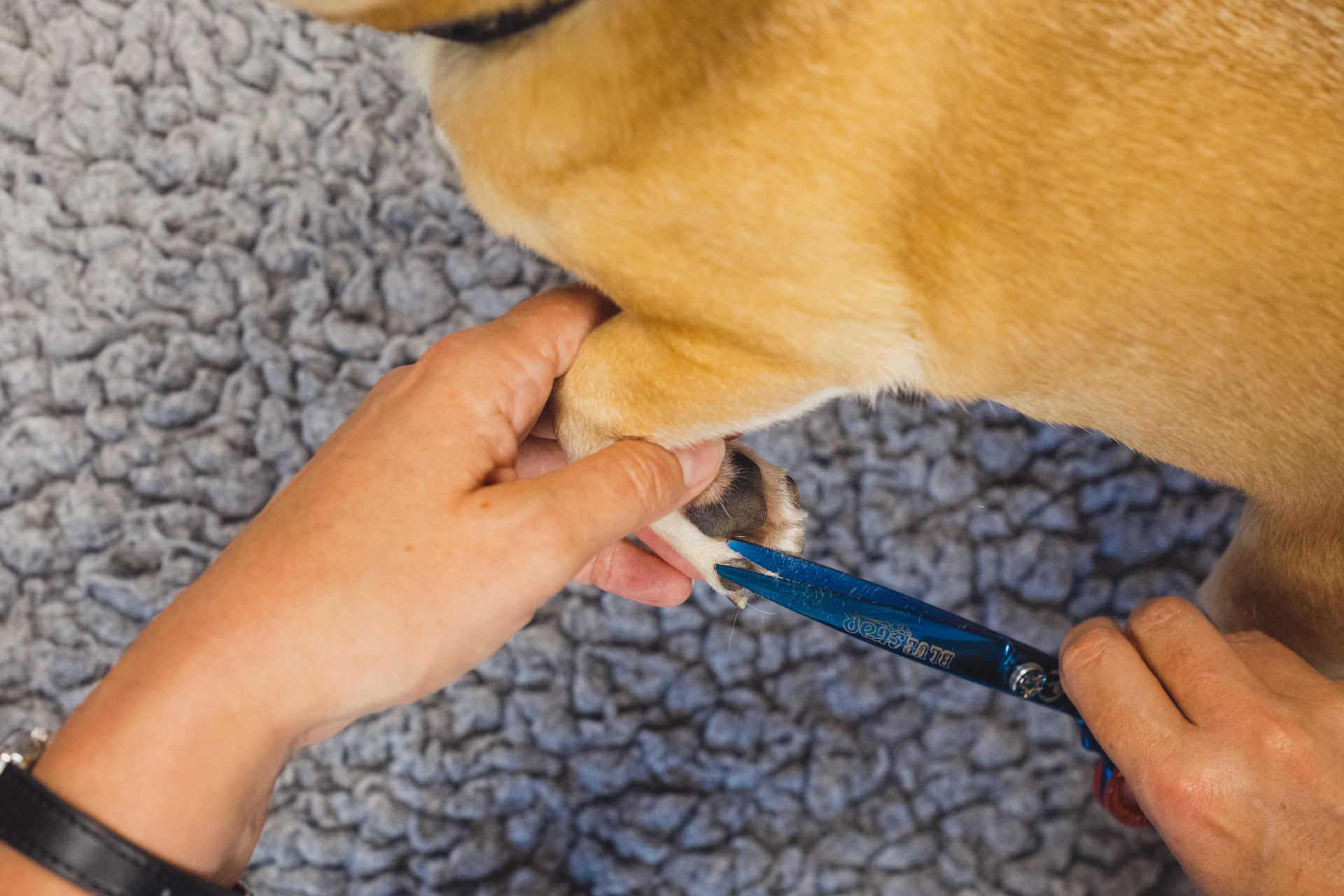 Careful nail trimming during a grooming appointment