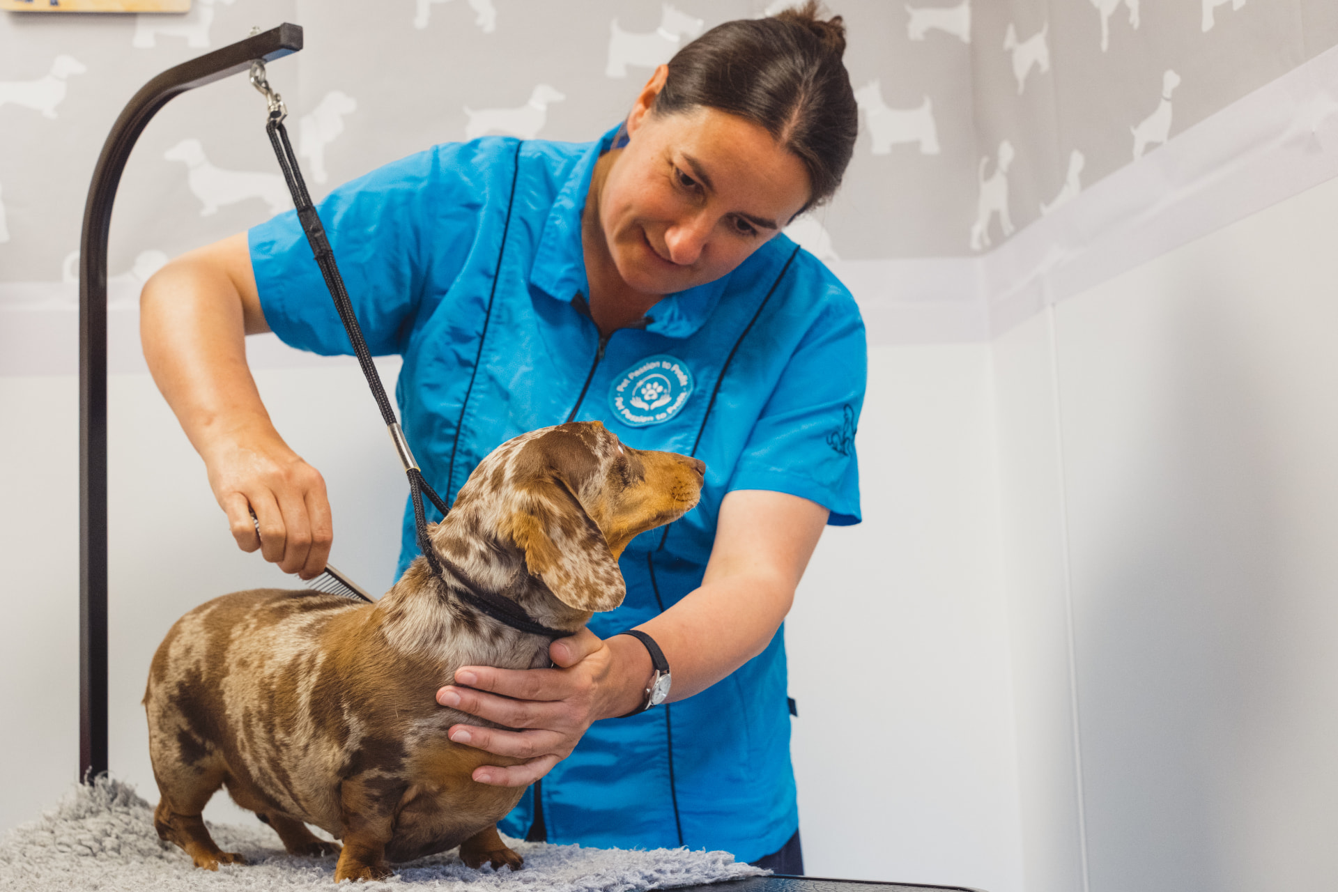 A groomer brushing a dachshund on a salon table